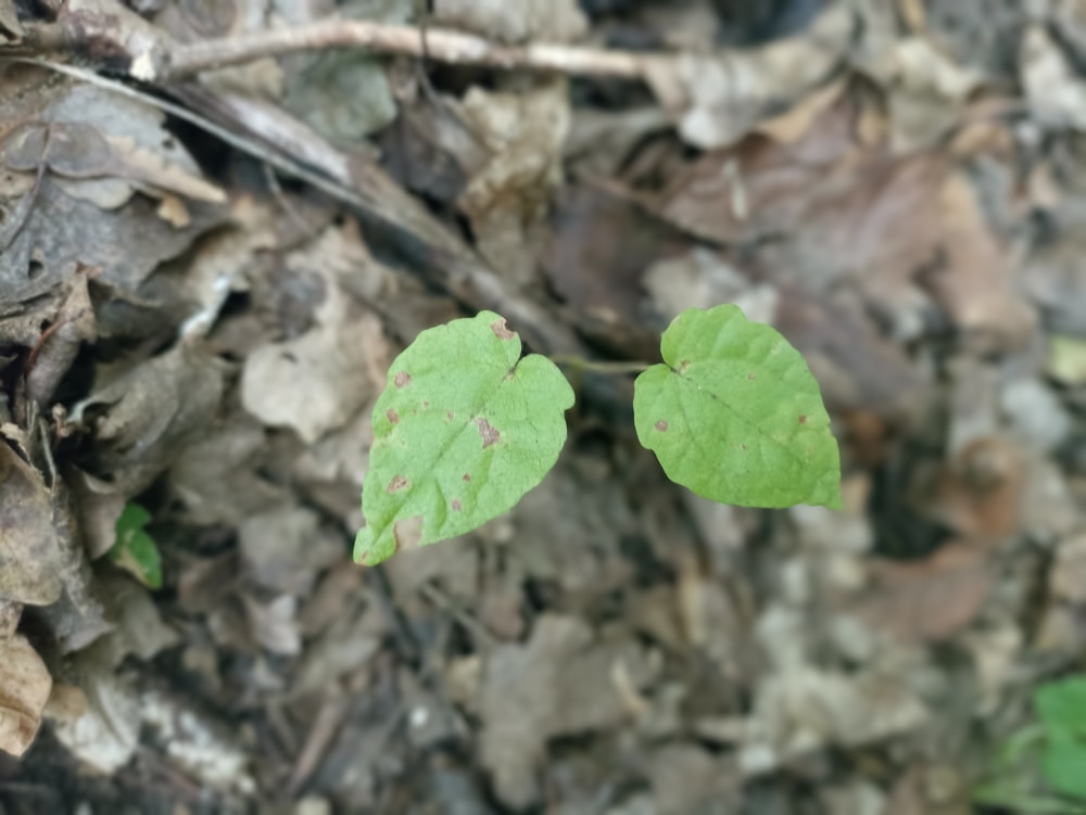 a couple of leaves that are on the ground