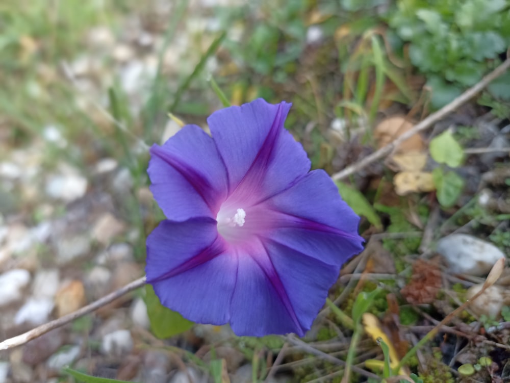 a purple flower is growing in the grass