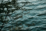 a bird is flying over a body of water