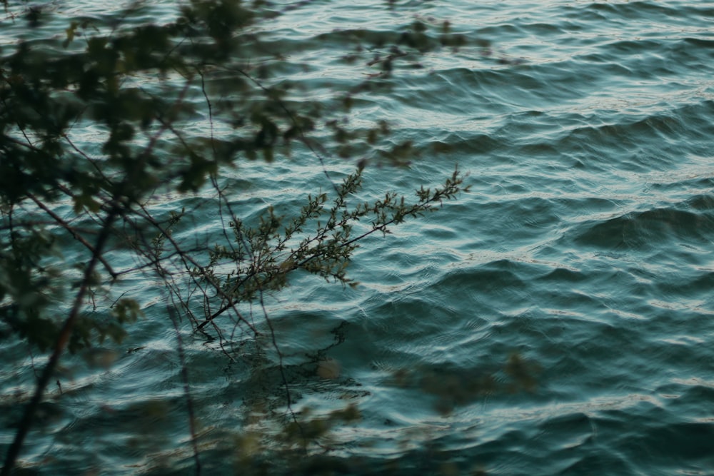 a bird is flying over a body of water