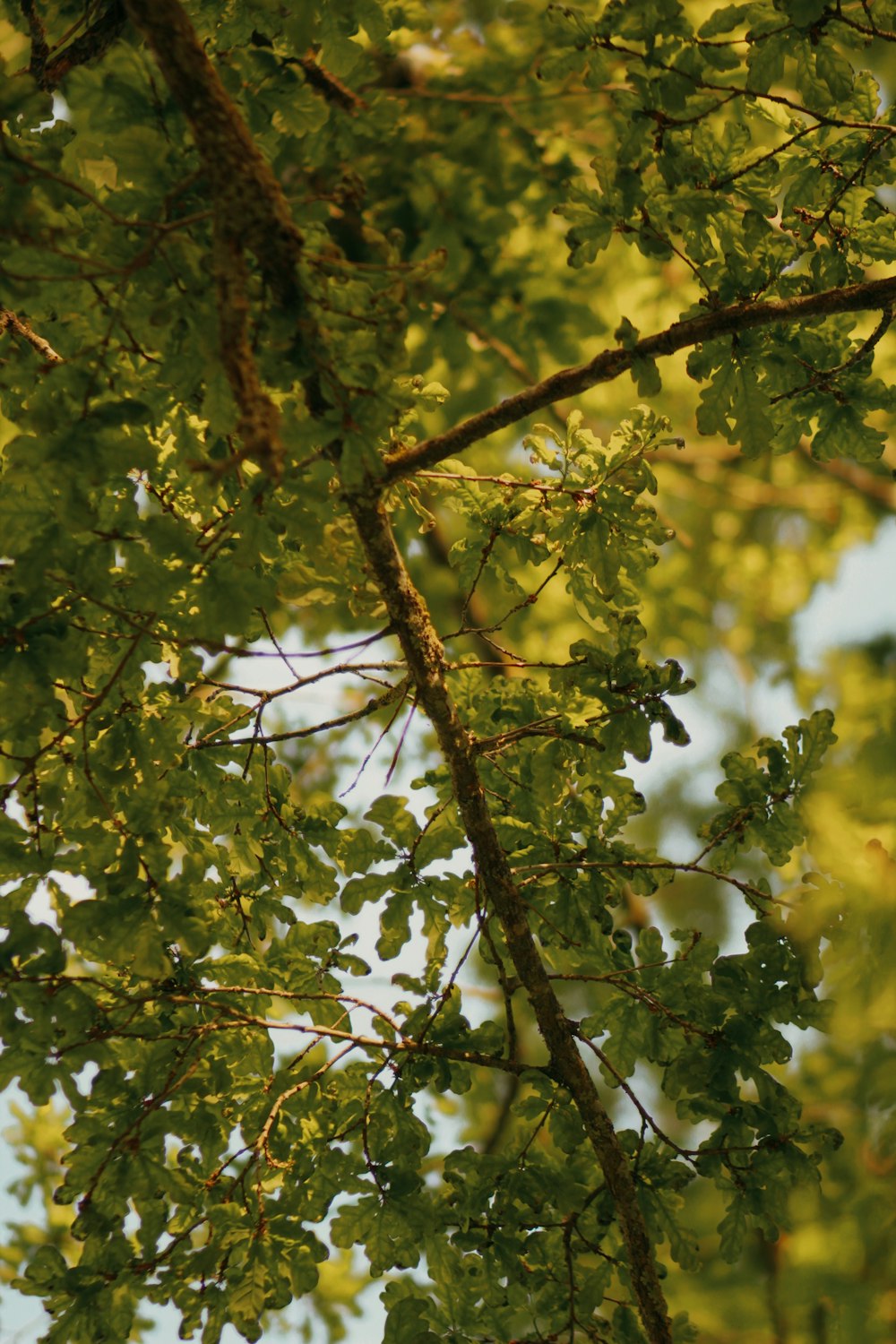 a bird is perched on a tree branch