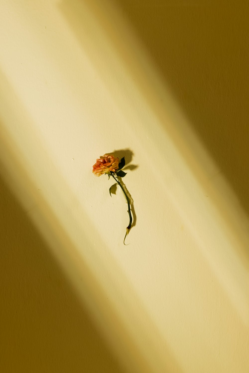 a flower that is sitting in the corner of a room