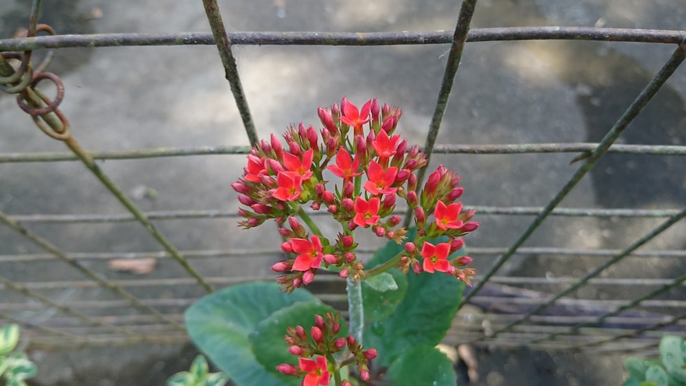 a bunch of red flowers growing in a garden