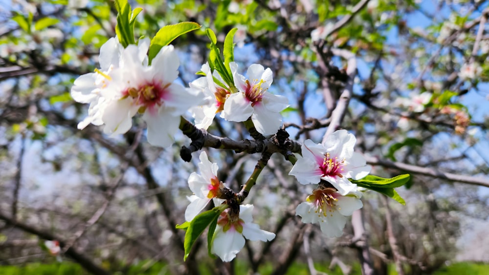 a tree with white flowers and green leaves