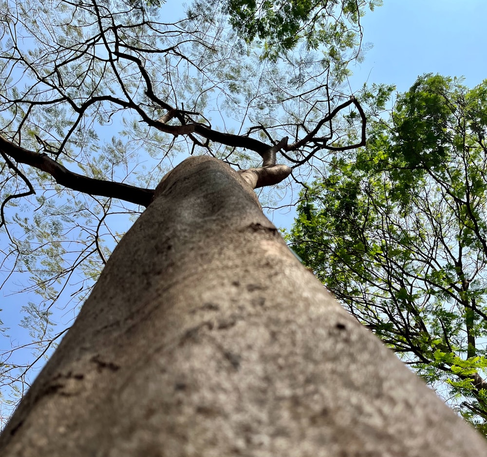 looking up at a tall tree in a forest