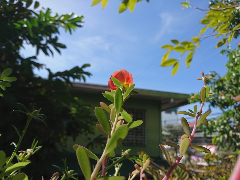 a red flower in a garden with a house in the background