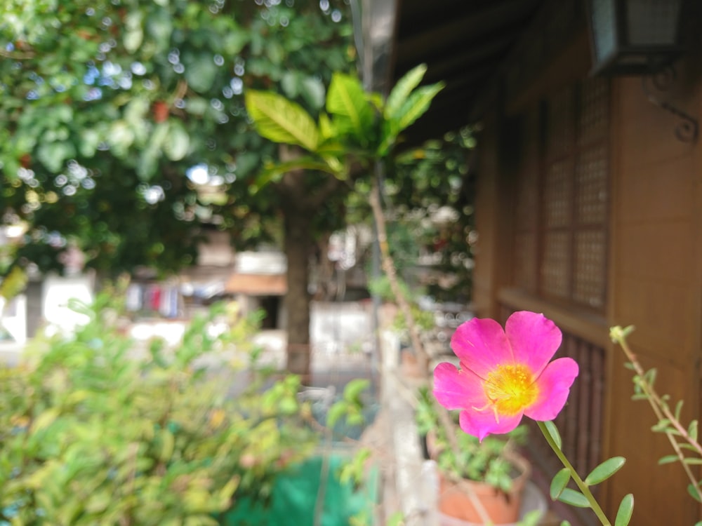 a pink flower in front of a house