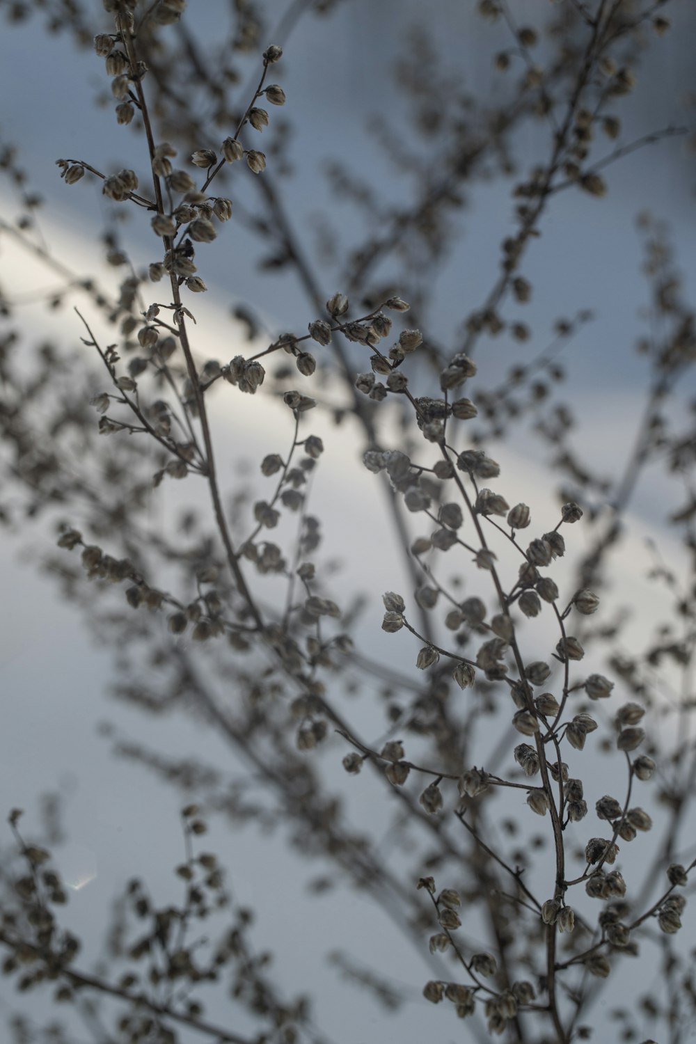 a close up of a tree with small leaves