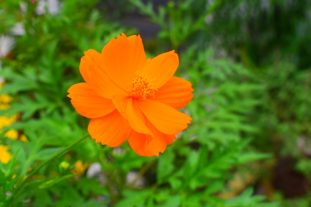 a bright orange flower in a garden