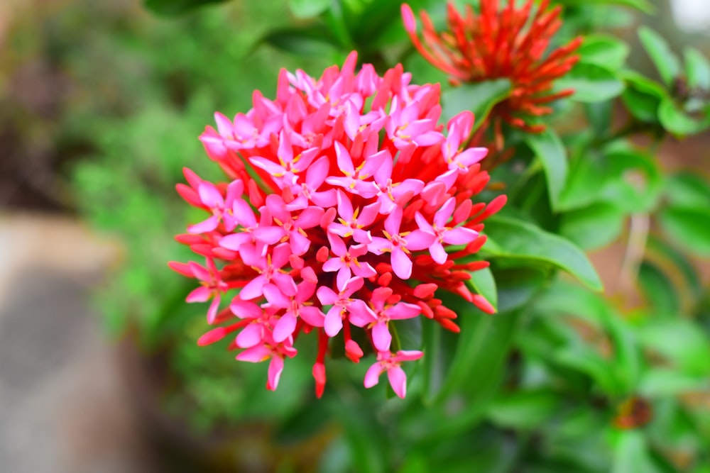 a close up of a pink flower with green leaves