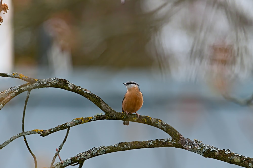 ein kleiner Vogel, der auf einem Ast sitzt