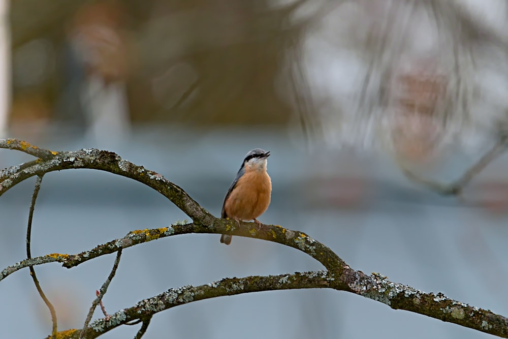 ein kleiner Vogel, der auf einem Ast sitzt