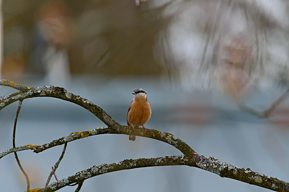 un uccellino appollaiato sul ramo di un albero