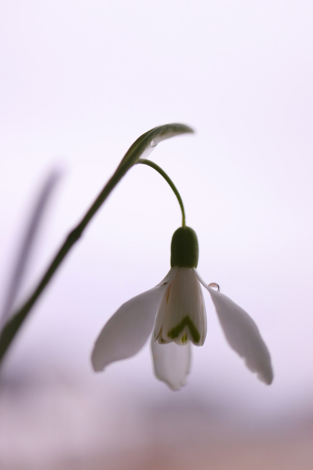 a close up of a flower with a blurry background