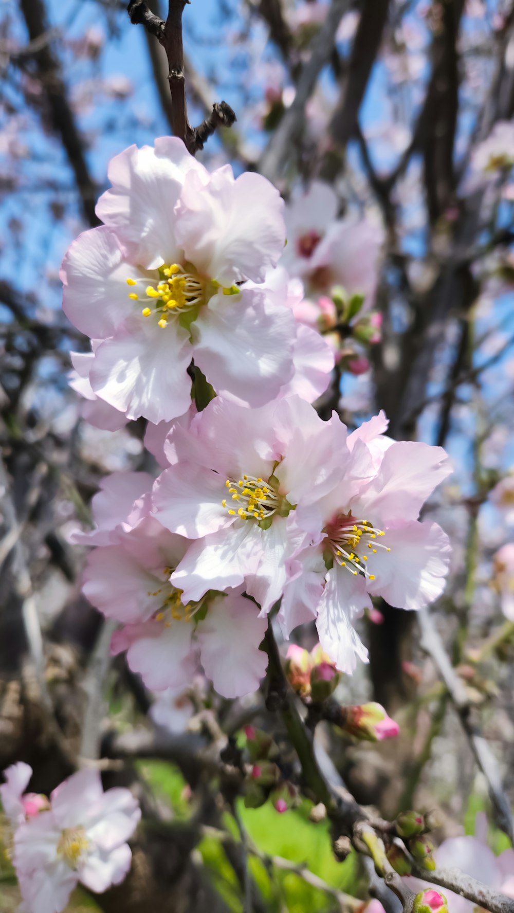 a bunch of flowers that are on a tree