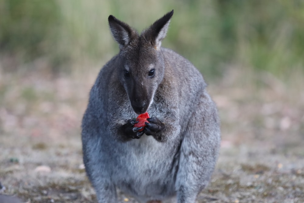 a close up of a kangaroo with a red ball in its mouth