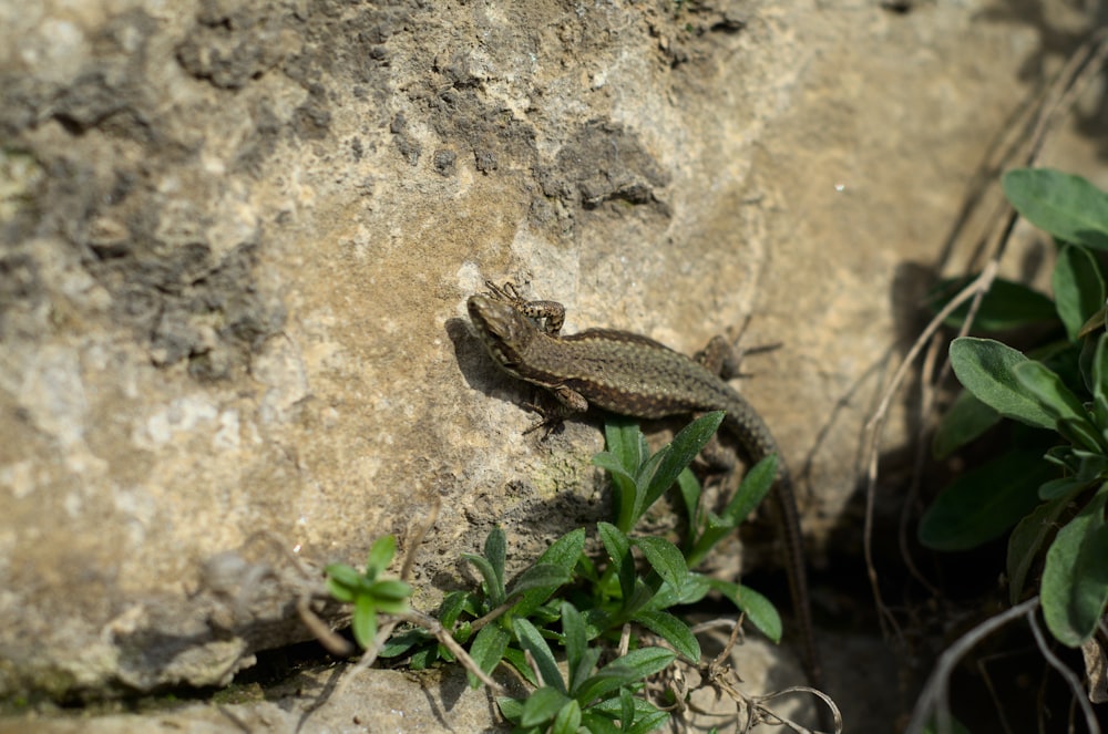 a lizard sitting on top of a large rock