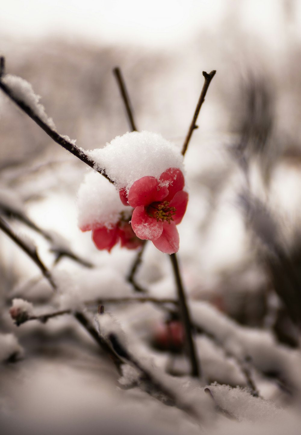 a small red flower is covered in snow