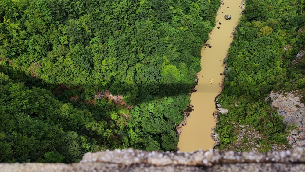 a river running through a lush green forest