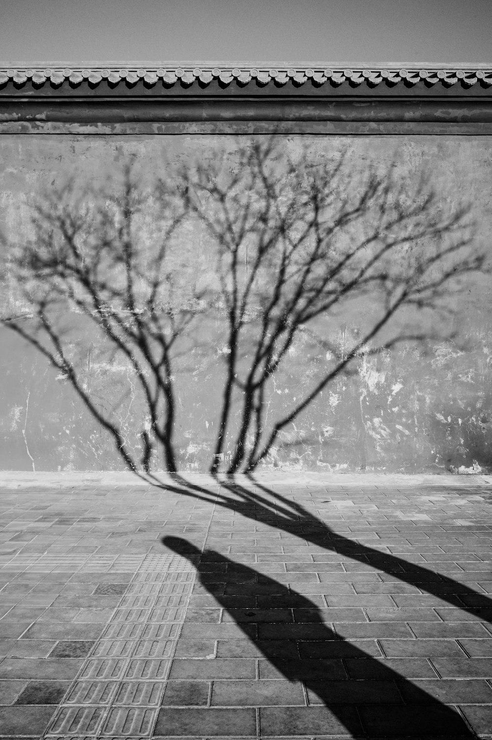 uma foto em preto e branco de uma árvore projetando uma sombra