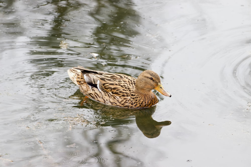 a duck floating on top of a body of water