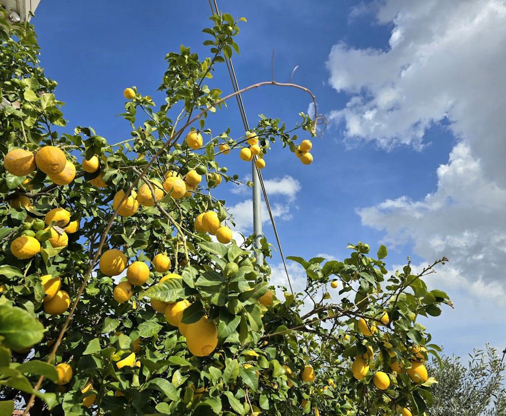 a tree filled with lots of lemons under a cloudy blue sky