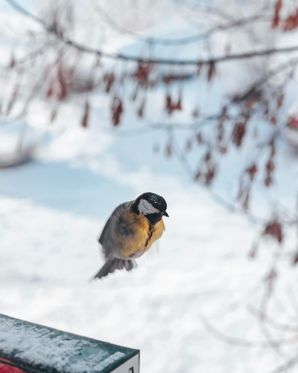 a bird sitting on top of a bird feeder in the snow