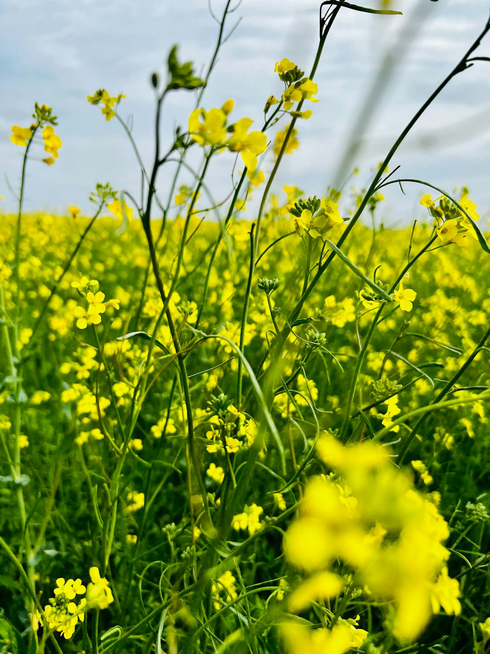 ein Feld voller gelber Blumen unter blauem Himmel