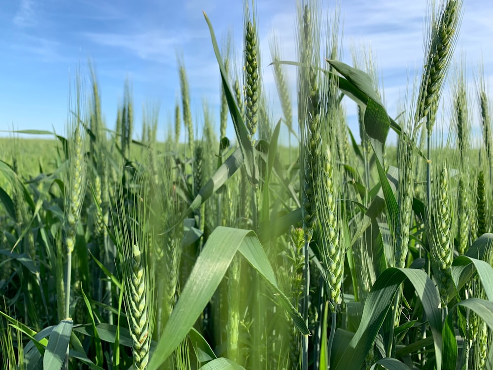 a field of green wheat with a blue sky in the background