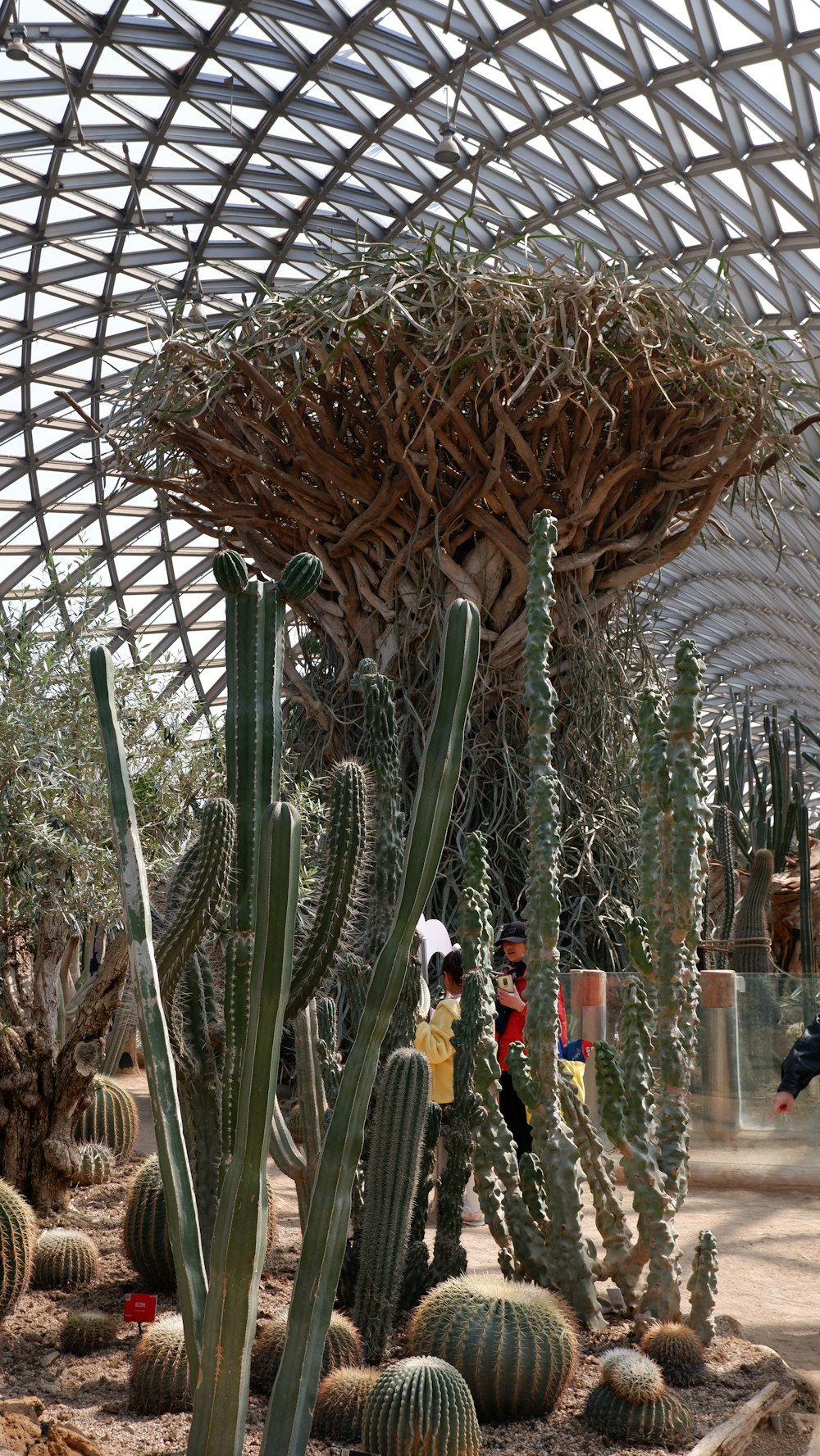 a group of cactus plants in a greenhouse