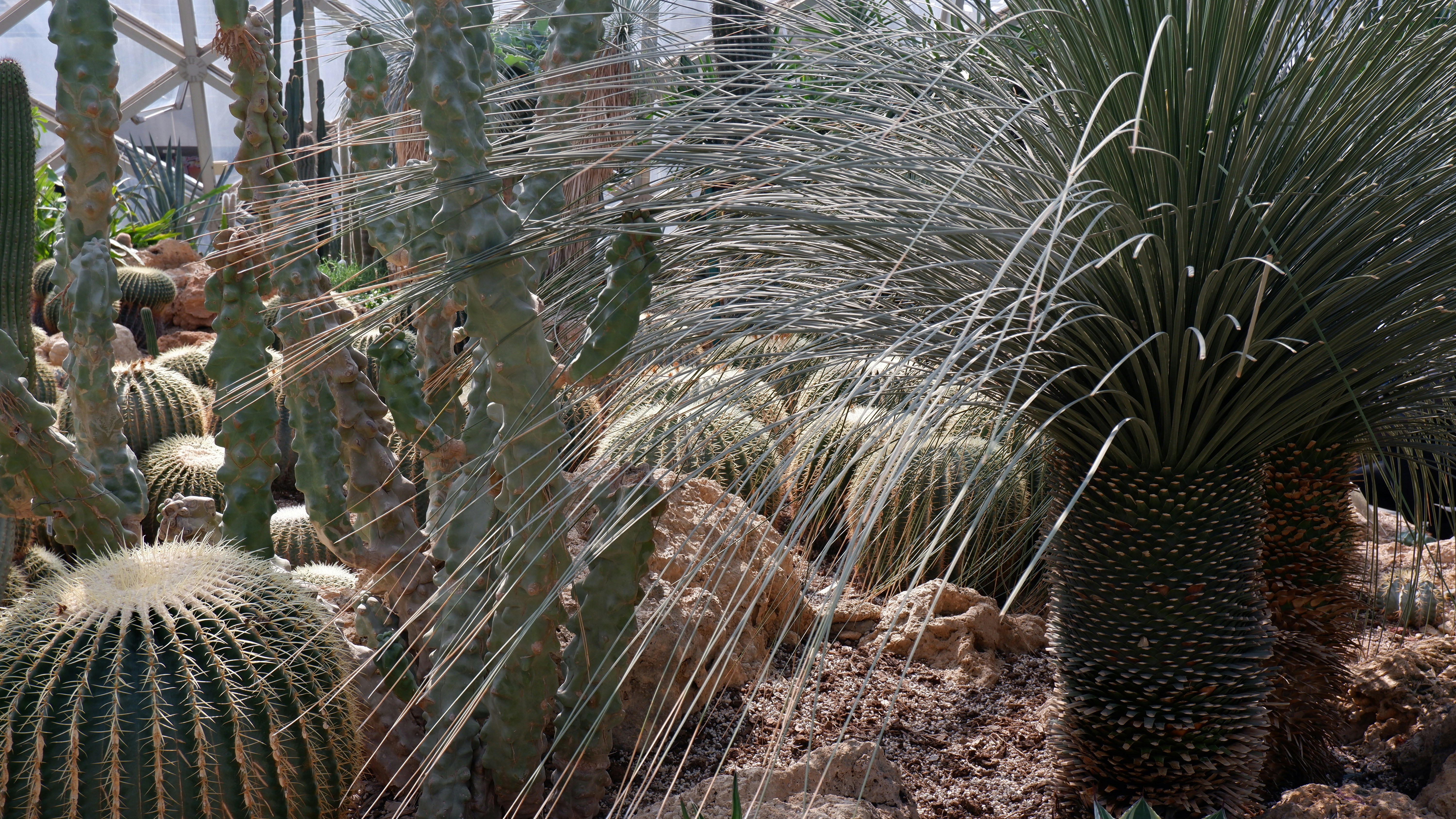 Desert Innovation: Lessons for Human Technology (image credits: unsplash)