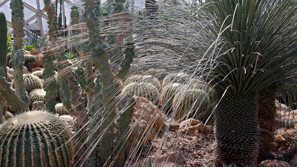 a group of cactus plants in a garden