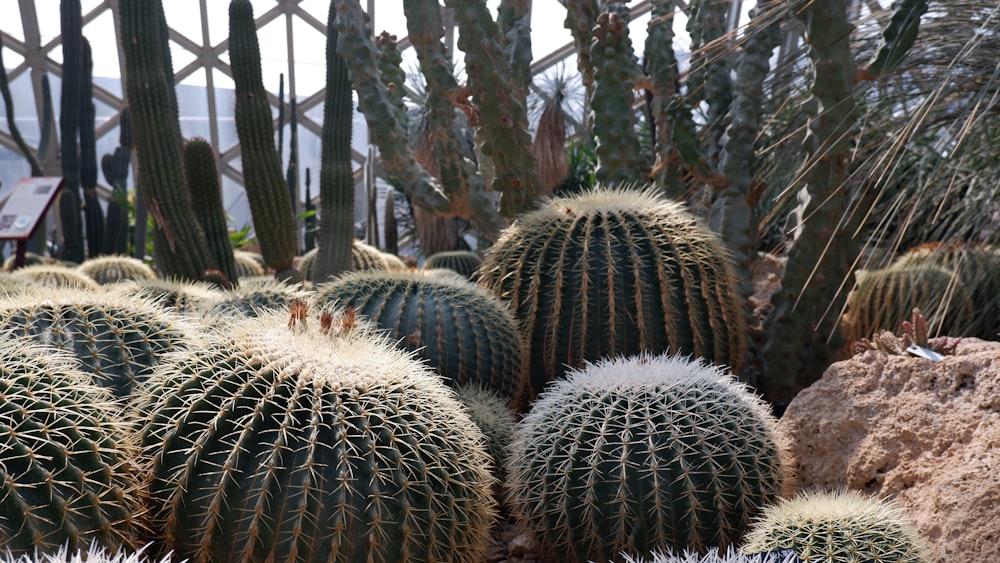 a group of cactus plants in a garden