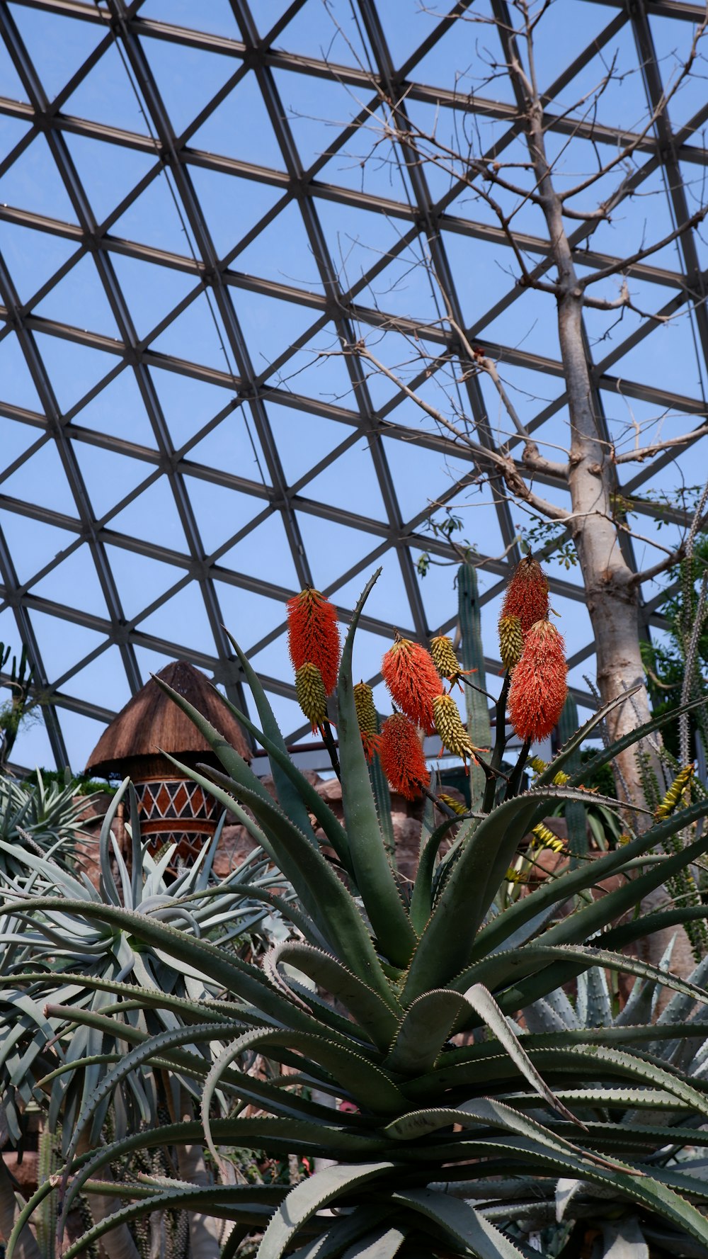 a close up of a pineapple plant in a greenhouse