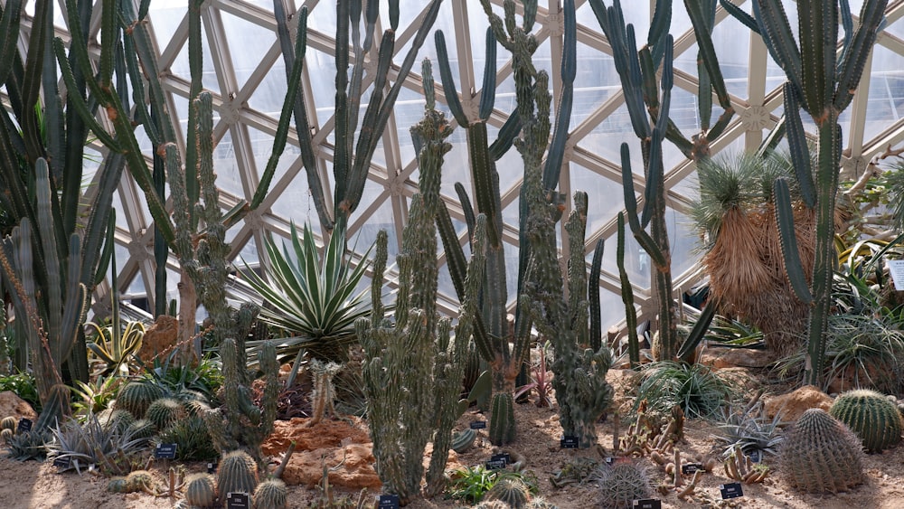 a group of cactus plants in a greenhouse