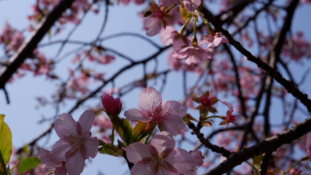 a branch of a tree with pink flowers