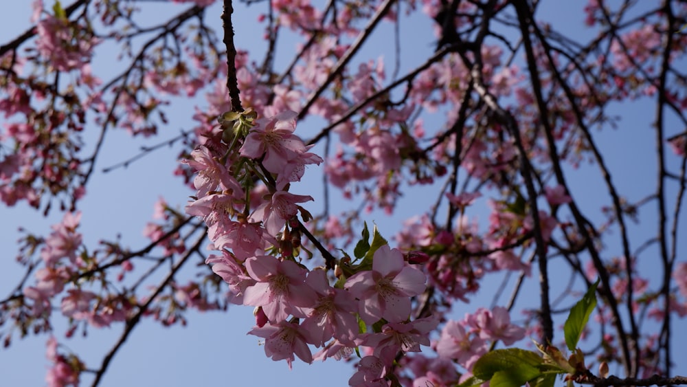 a tree with pink flowers in the foreground and a blue sky in the background