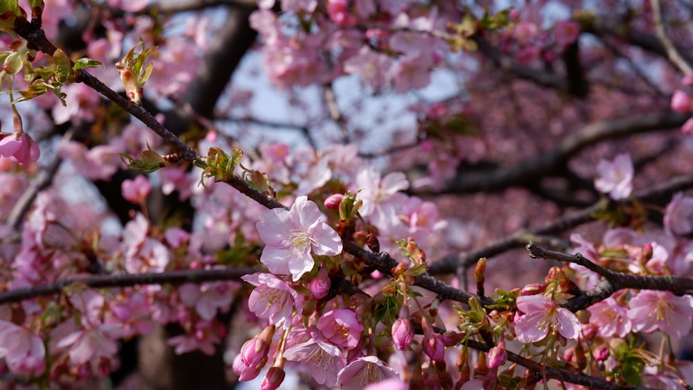 a tree with lots of pink flowers on it