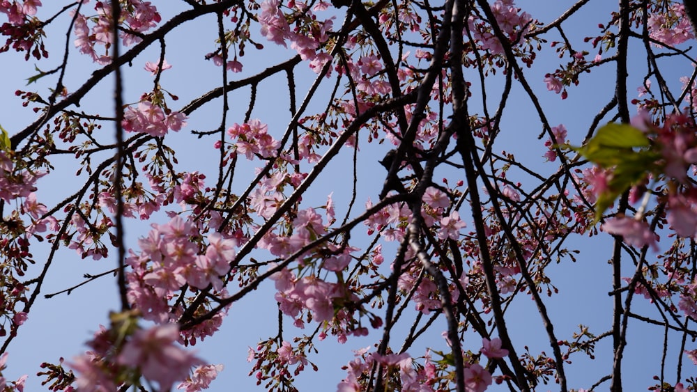 a tree with lots of pink flowers on it