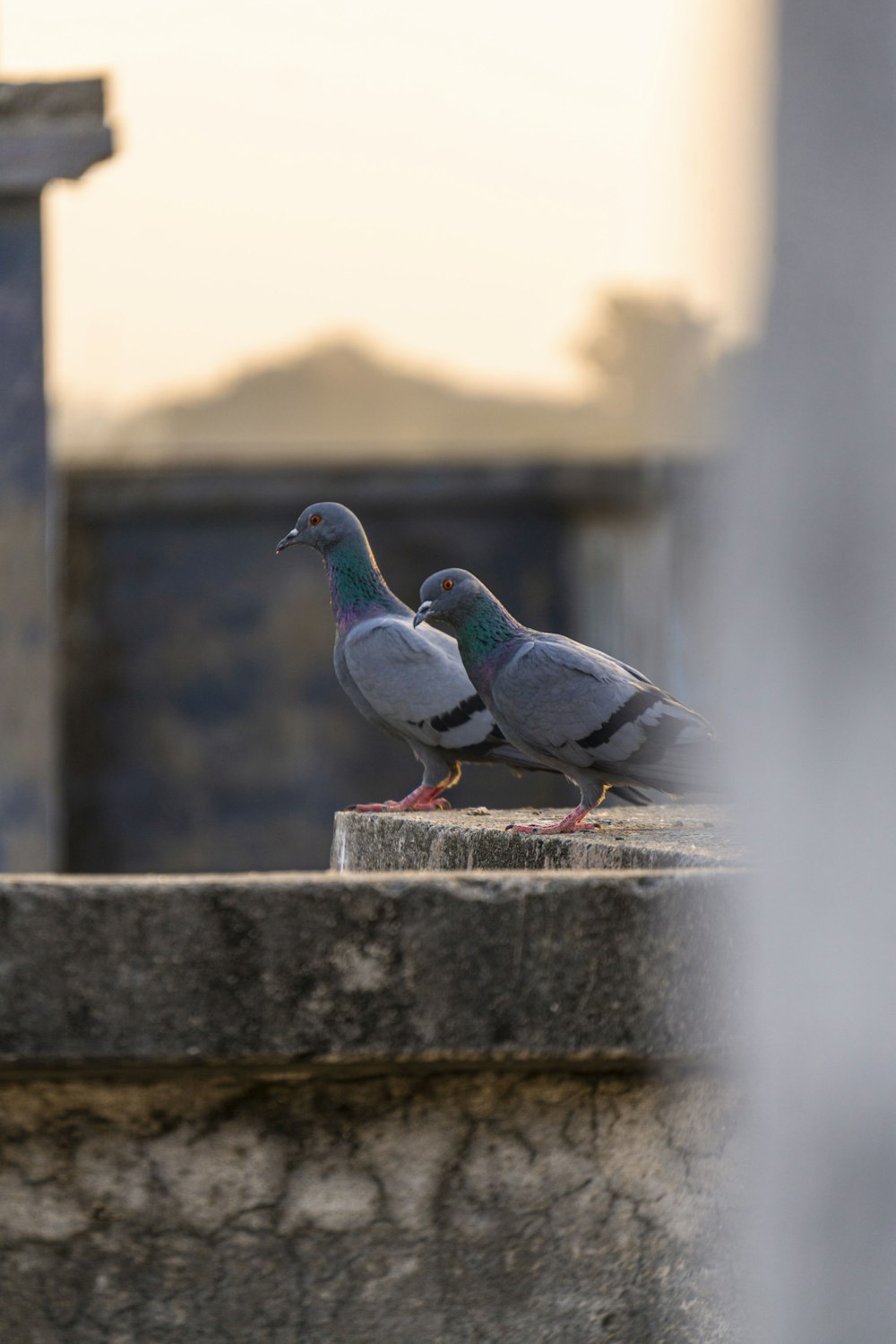 a couple of birds sitting on top of a stone wall