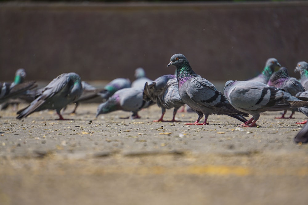 a flock of pigeons standing on the ground