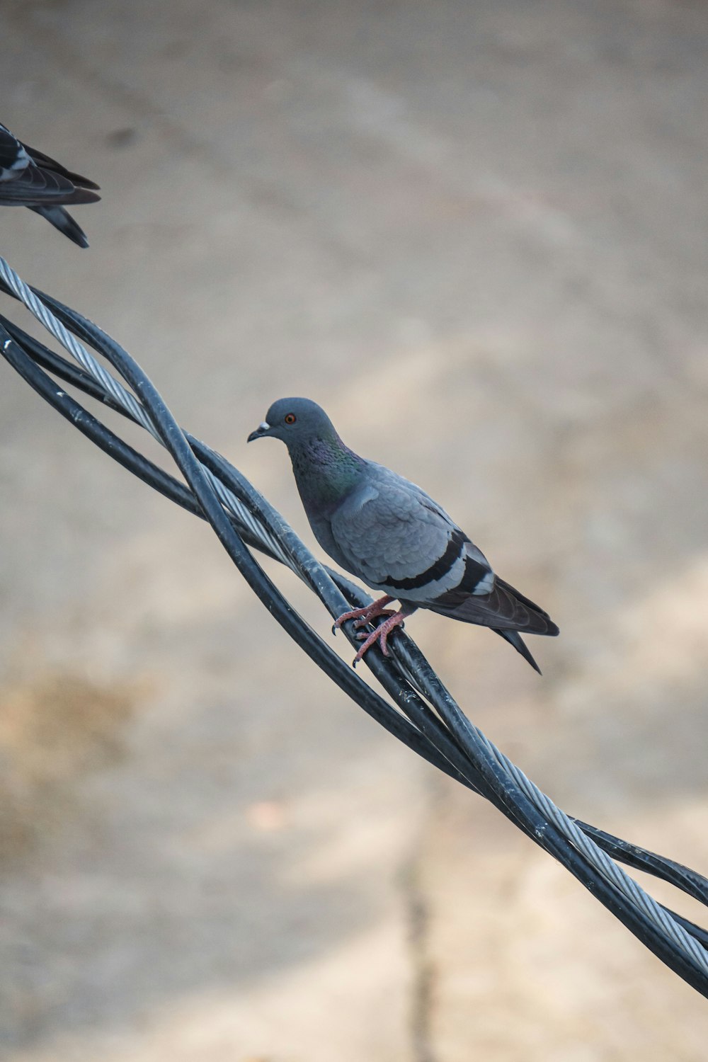 a couple of birds sitting on top of a power line