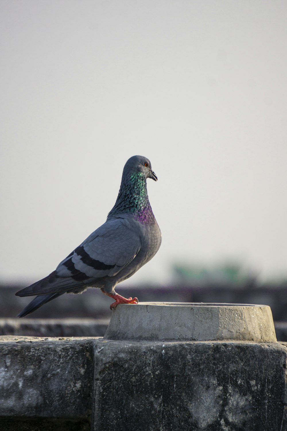 a pigeon sitting on top of a cement block