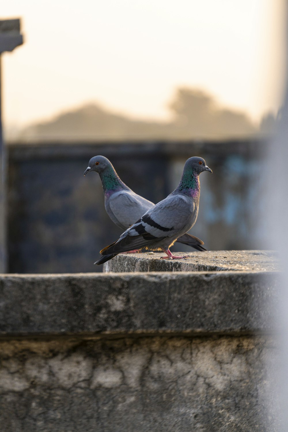 a couple of birds sitting on top of a cement wall