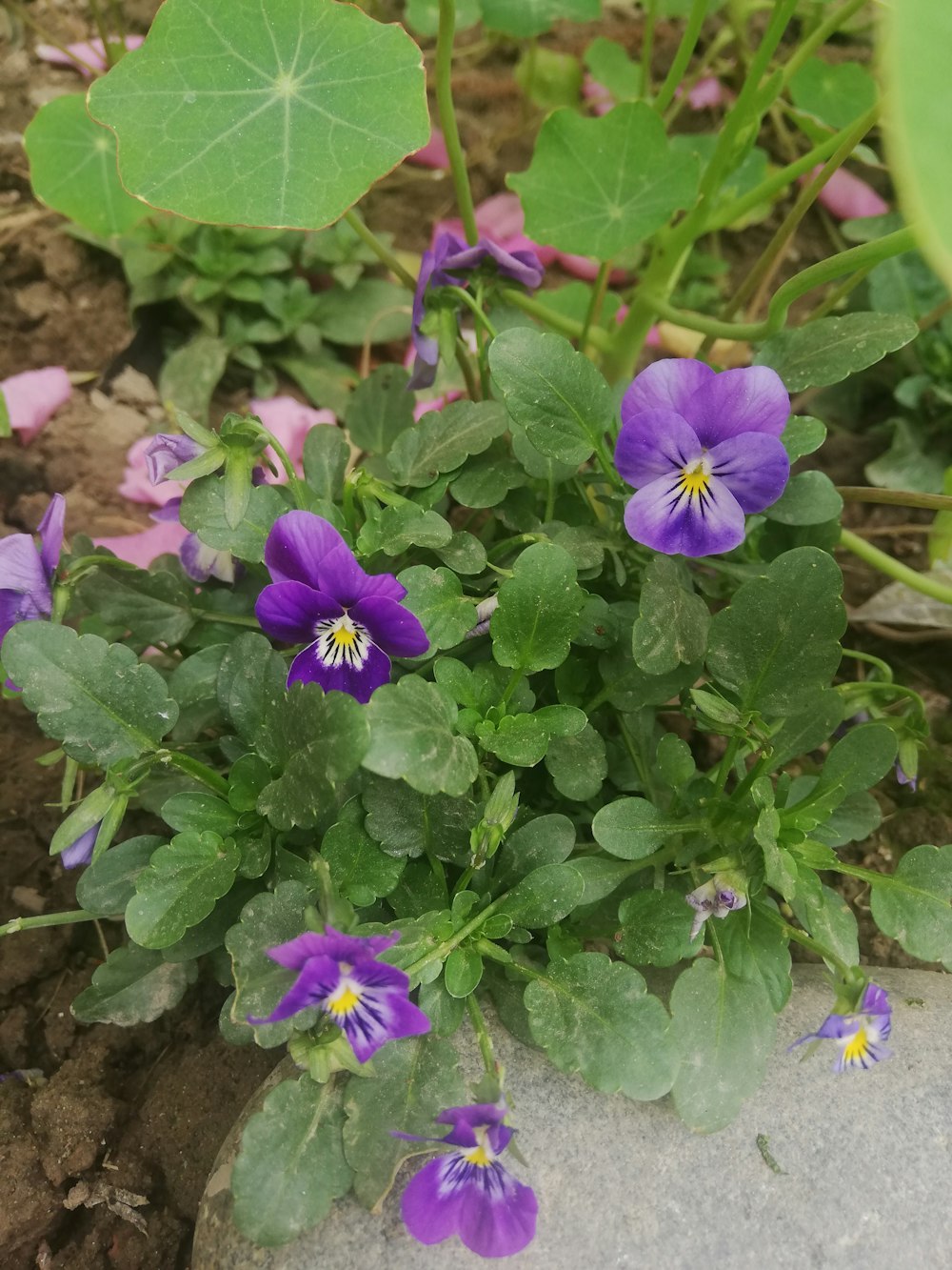 a bunch of purple flowers growing out of a rock