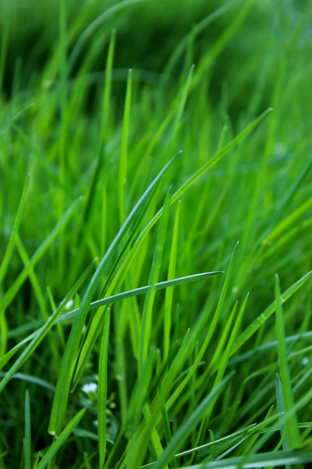 a close up of some green grass with water droplets