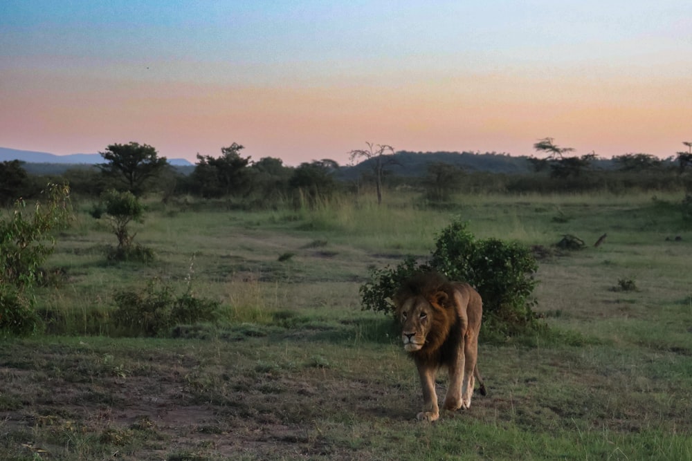 a lion walking across a lush green field