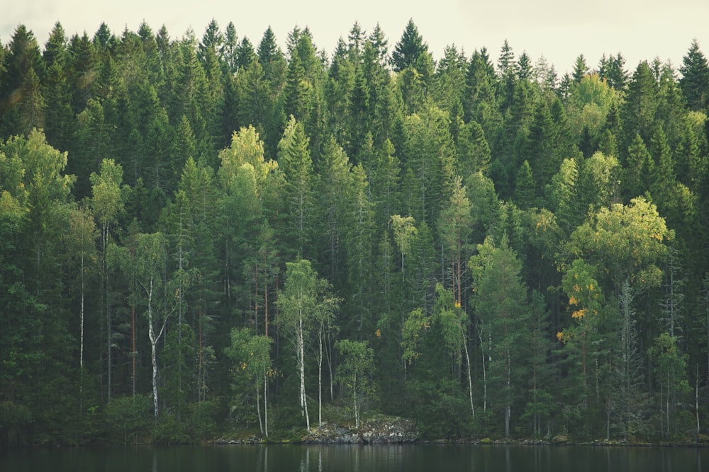 a group of trees that are next to a body of water