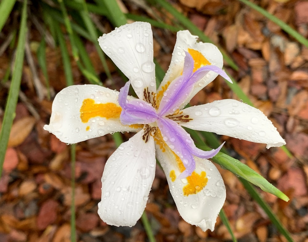 uma flor branca e roxa com gotículas de água