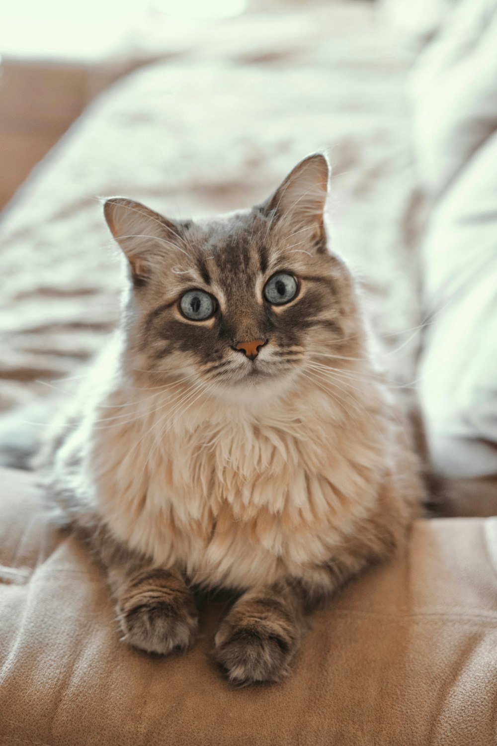 a cat sitting on top of a brown cushion